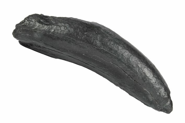 Fossil Pygmy Sperm Whale (Kogiopsis) Tooth - South Carolina #247936